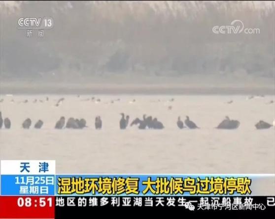 天津：七里海湿地环境修复 大批候鸟过境停歇