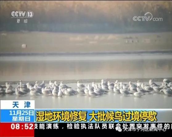 天津：七里海湿地环境修复 大批候鸟过境停歇